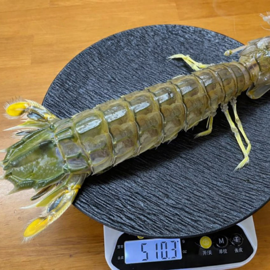 Fresh Mantis Shrimp (Xia Ba / 虾婆) – Wild Caught, Large Size 皮皮虾