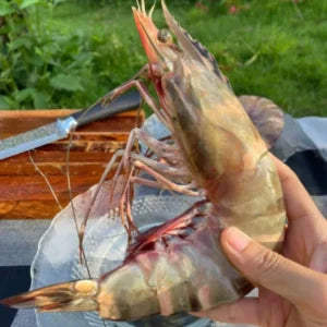 🦐 Colossal Deep-Sea Black Tiger Prawns