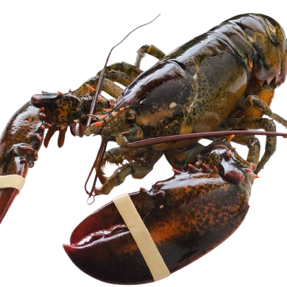Live Maine Lobster